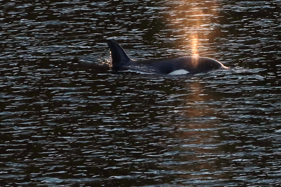 Orcas আর্কটিক বসতি স্থাপন