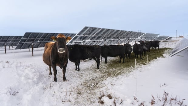 কিভাবে Agrivoltaics আলবার্টা সবুজ শক্তি সঙ্গে খাদ্য উৎপাদন বিয়ে করছে